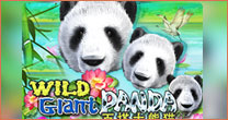 Wild Giant Panda
